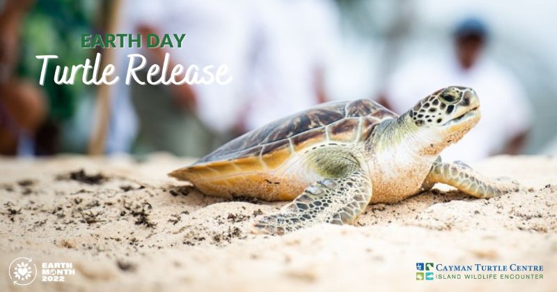 Turtle Release in Honour of Earth Day 22nd April