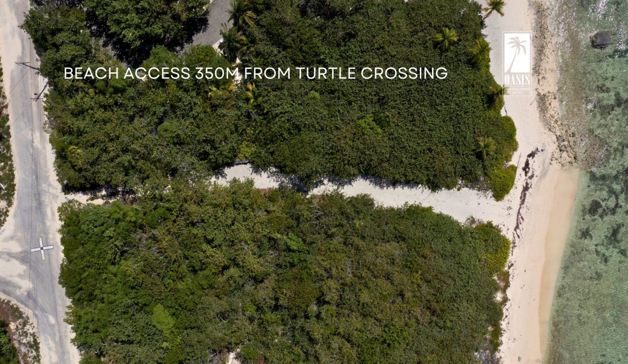 Turtle Crossing-min