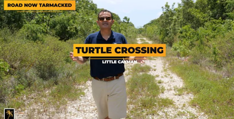 P12 Turtle Crossing