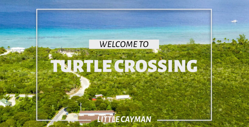 P6 Turtle Crossing